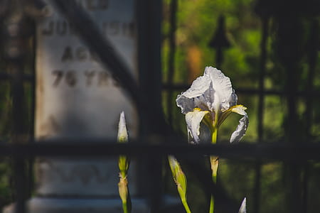 Shallow Focus Photography of White Flower thumbnail