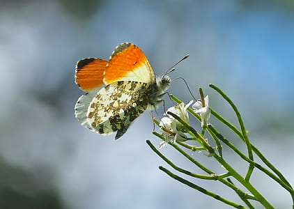 butterfly pollinating flower thumbnail