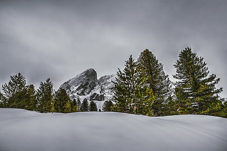 Photography of Pine Trees on Snow-capped Mountains thumbnail