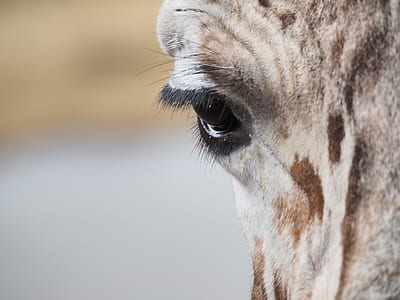close up photo of animal eye thumbnail