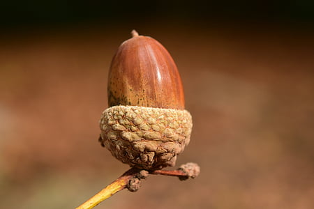 shallow focus lens photo of acorn thumbnail