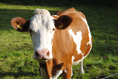 selective focus photography of dairy cow thumbnail