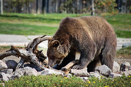 black bear stands on rock stones during daytime thumbnail