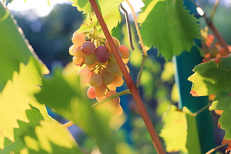 grapes hanging on tree branch thumbnail