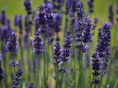 shallow focus photography of lavender flowers thumbnail