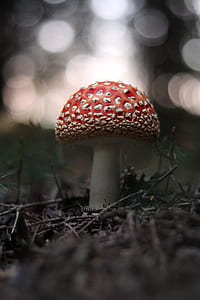 red mushroom on brown soil thumbnail