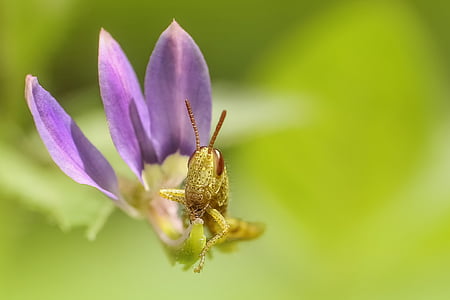 close-up photo of yellow grasshopper thumbnail