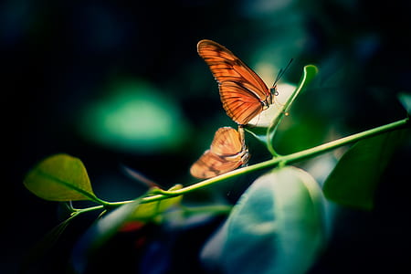 tilt shift lens photography of two brown butterflies thumbnail