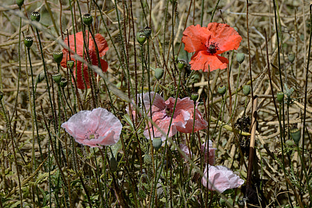 close-up photo of flowers during daytime thumbnail
