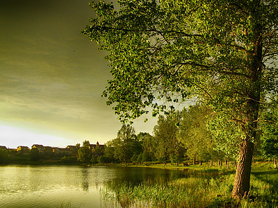 green leaf tree near body of water thumbnail