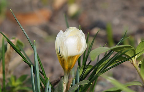 white flower blooming during daytime thumbnail