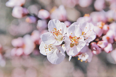 shallow focus photography of white flowers thumbnail
