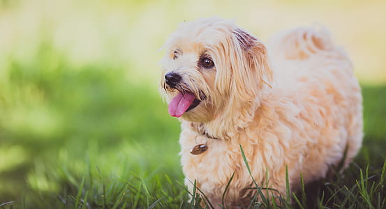 closeup photography of short-coated tan dog standing on green grass thumbnail
