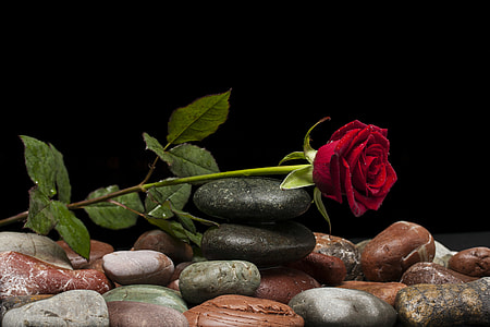 close up photo of red rose in black balance stone thumbnail