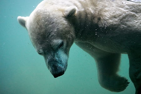 polar bear thumbnail