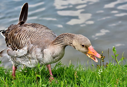 brown duck beside body of water thumbnail