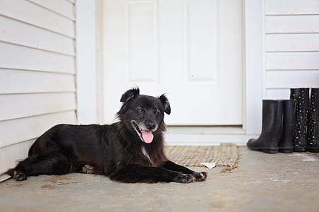 animal, house, dog, pet thumbnail
