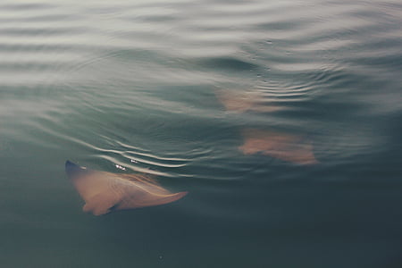 three gray manta rays underwater thumbnail