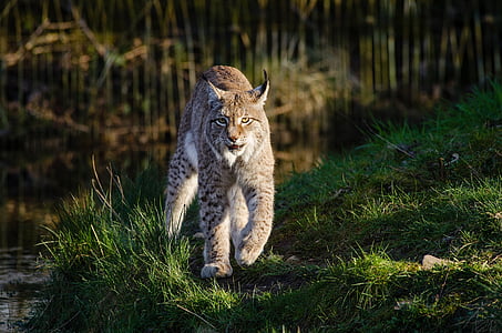Wildlife photography of cat family animal during day time thumbnail