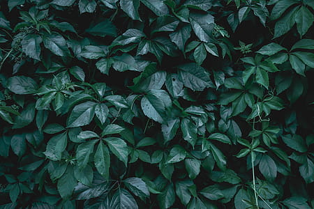 Creative layout made of green leaves. Flat lay. Nature background thumbnail