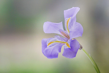 purple iris flower thumbnail