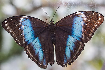 black and blue butterfly in close-up photography thumbnail
