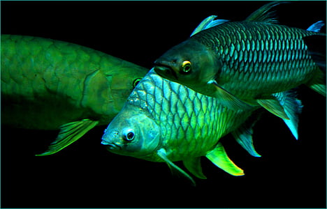 three green fish thumbnail