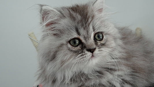 shallow focus photo of gray cat thumbnail