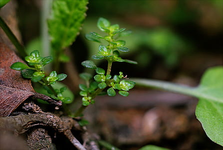 Green Leafed Plants With Brown Branch thumbnail