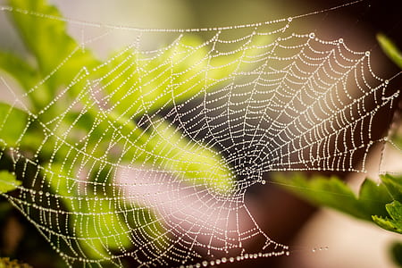 selective focus photography of spider web on green leaf thumbnail
