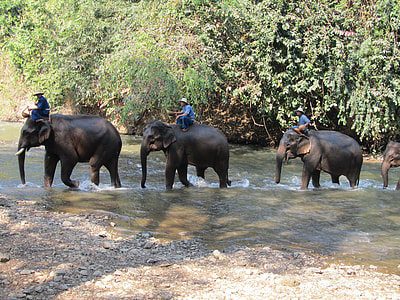 three person riding black elephants during daytime thumbnail