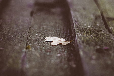 macro photography of brown leaf on brown surface thumbnail