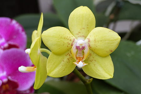 Yellow phalaenopsis orchid flowers, or moth orchids, blooming in a greenhouse in Winter. thumbnail