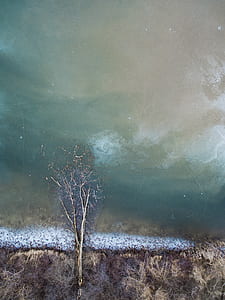 painting of grass and bare tree thumbnail
