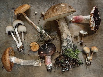 assorted mushrooms on brown surface thumbnail