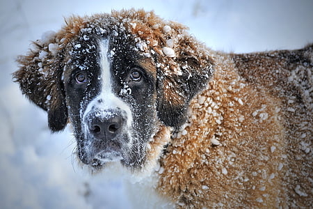 adult brownish-white Saint Bernard covered with snow thumbnail