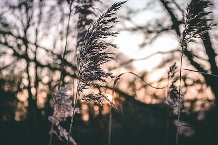 closeup photo of plant near trees at daytime thumbnail