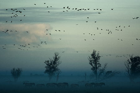 wildlife photo of zebra and birds thumbnail