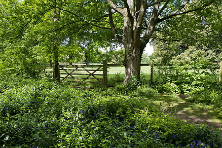tree and brown wooden fence during daytime thumbnail