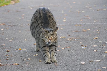 brown tabby cat on gray concrete pavement thumbnail