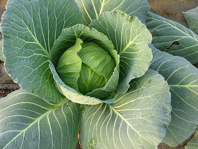flat-lay photography of cabbage thumbnail