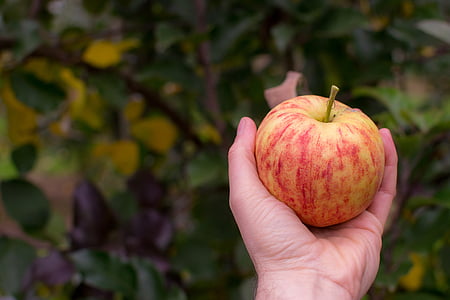 person holding yellow and red apple fruit thumbnail