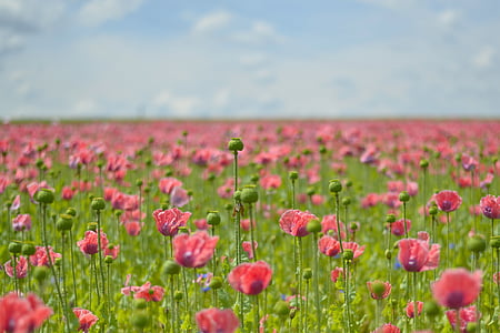 bed of pink poppy flowers thumbnail