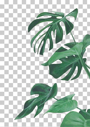Watercolor painting Leaf Botanical illustration Botany Illustration, watercolor leaves, Swiss cheese plant PNG clipart