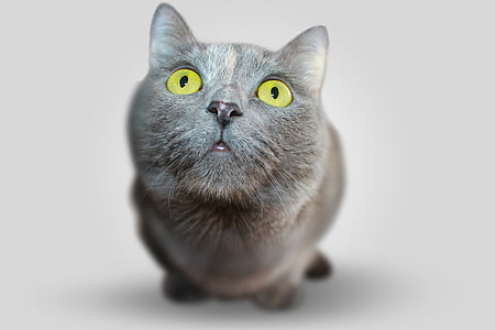 macro photography of medium-coated gray cat thumbnail