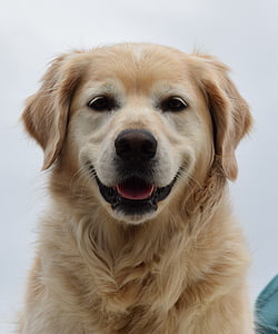 adult golden labrador retriever thumbnail