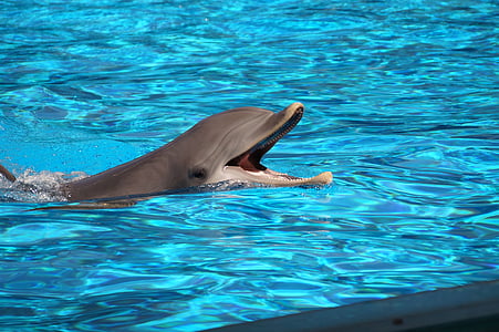 gray dolphin in swimming pool thumbnail