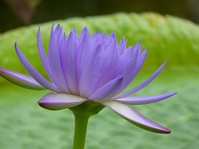 selective focus photography purple petaled flower thumbnail