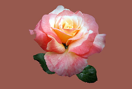 white and pink rose flower thumbnail