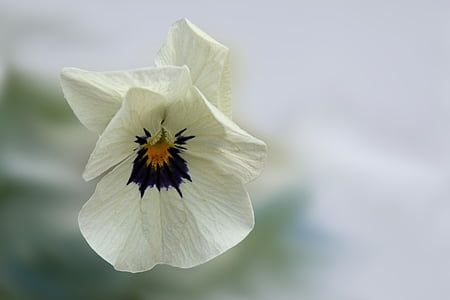 selective focus photography of white and purple pansy flower thumbnail